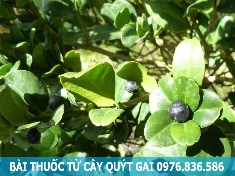 bài thuốc từ cây quýt gai