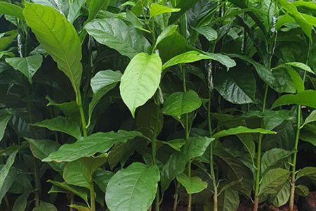 Quy trình đảo bầu cây dổi giống