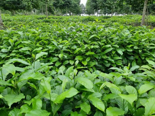 Cách đảo bầu cây dổi giống