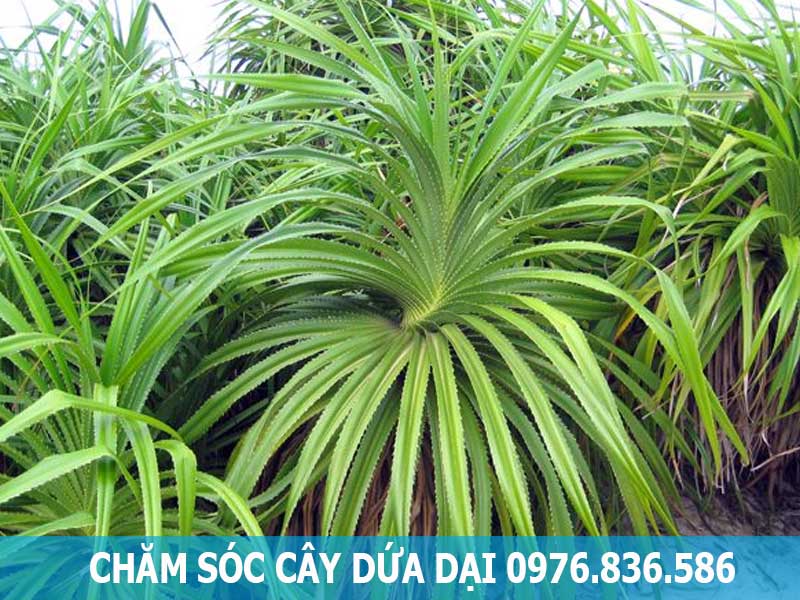 chăm sóc cây dứa dại