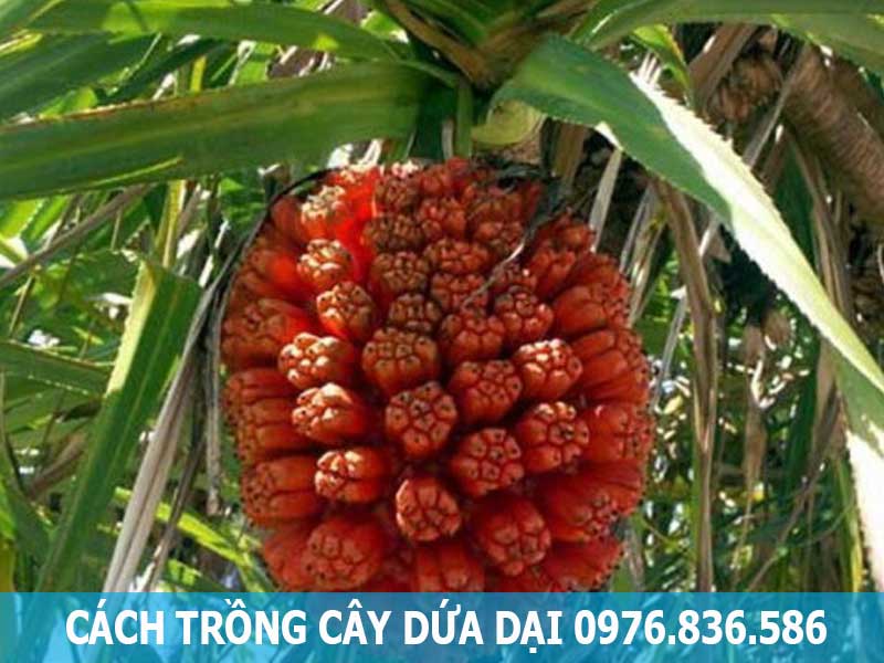 cách trồng cây dứa dại