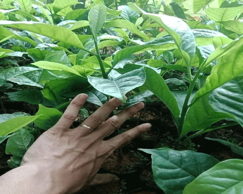Chi tiết cây giống dổi thực sinh 