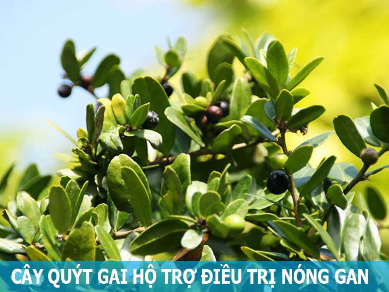 cây quýt gai hỗ trợ điều trị nóng gan