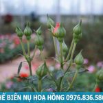 Địa chỉ bán nụ hoa hồng chất lượng tại Hà Nội