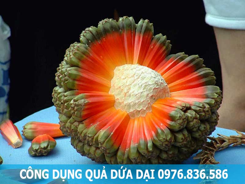 công dụng quả dứa dại