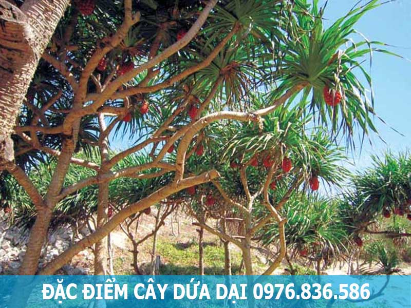 đặc điểm cây dứa dại