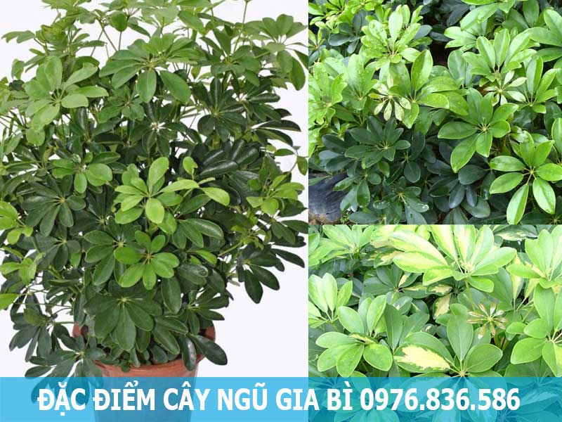 đặc điểm cây ngũ gia bì