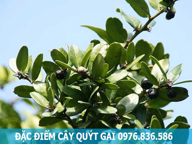 đặc điểm cây quýt gai