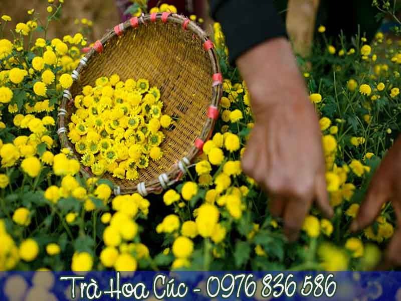 trà hoa cúc đẹp da