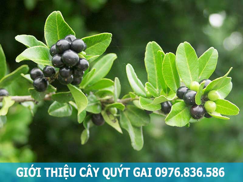 giới thiệu về cây quýt gai