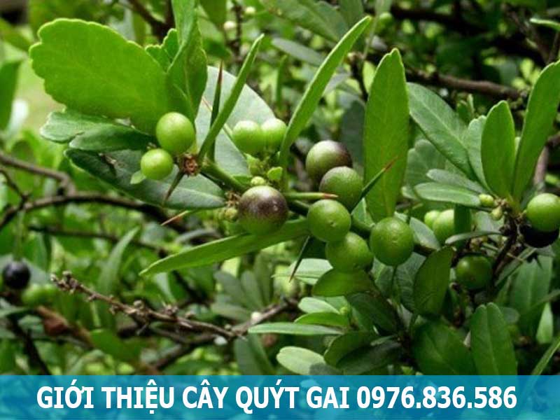 giới thiệu cây quýt gai