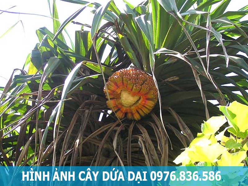 hình ảnh cây dứa dại