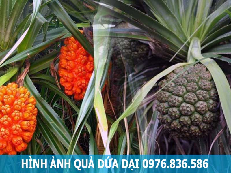 hình ảnh quả dứa dại