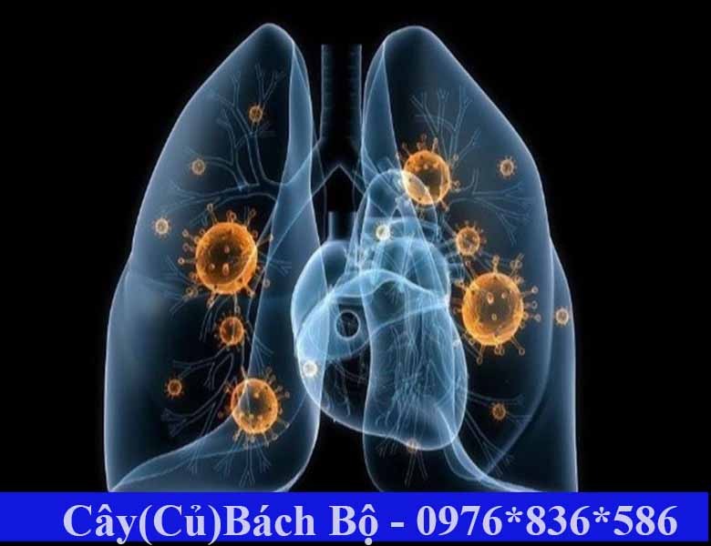 bách bộ chữa lao phổi