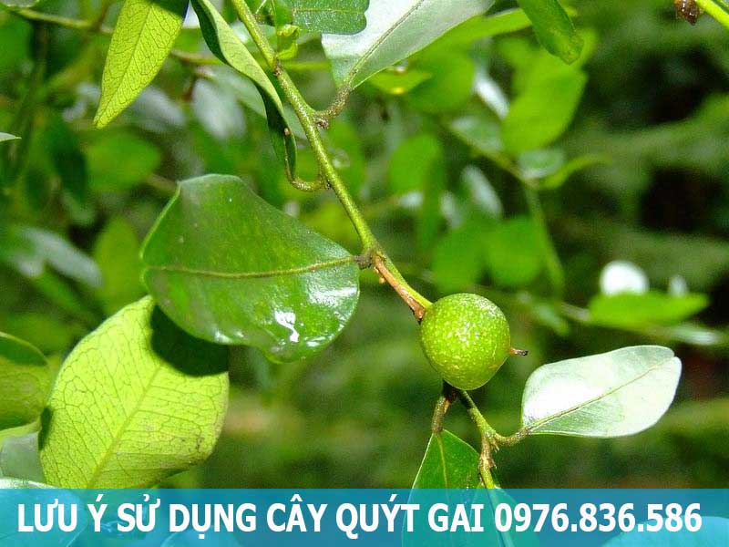 lưu ý khi sử dụng cây quýt gai