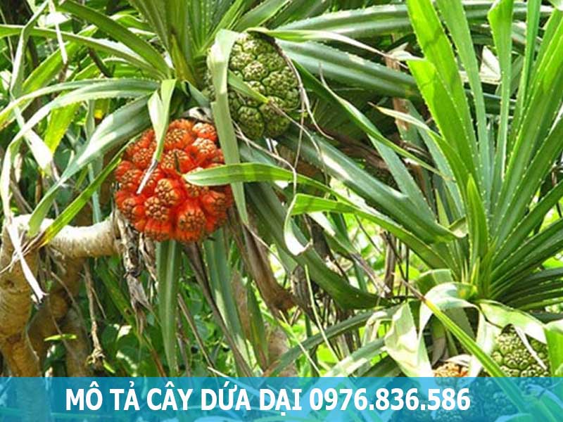 mô tả cây dứa dại