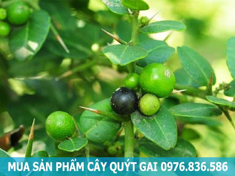 mua sản phẩm cây quýt gai