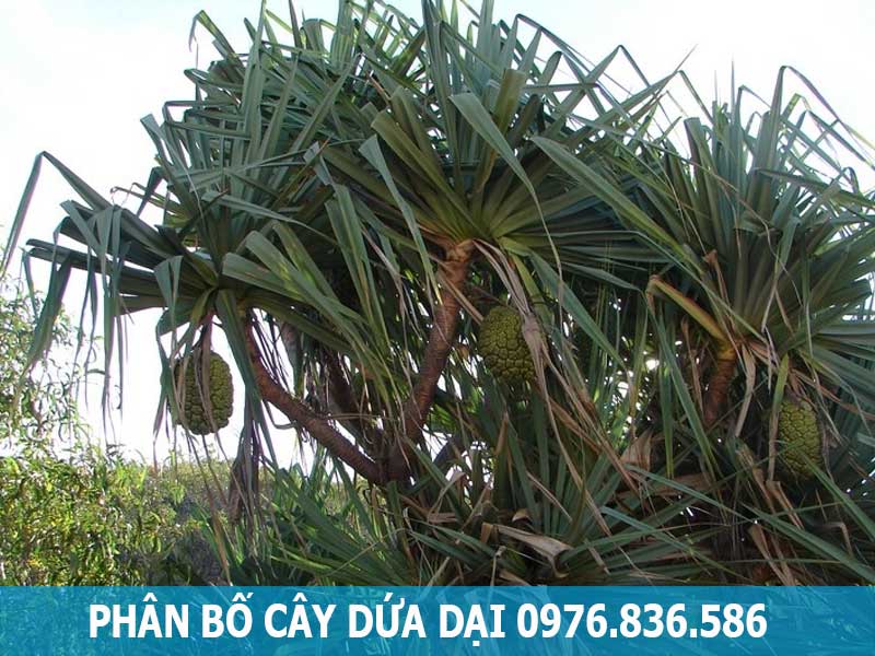 phân bố cây dứa dại