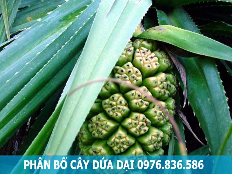 phân bố cây dứa dại