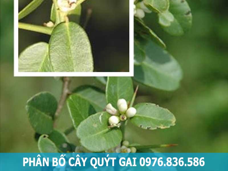 phân bố cây quýt gai