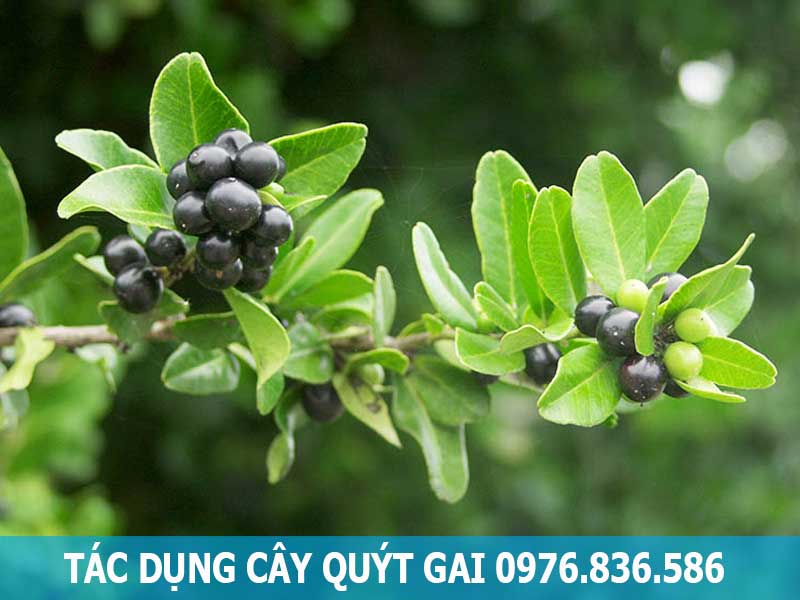 tác dụng cây quýt gai