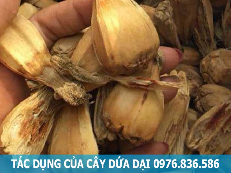 tác dụng của cây dứa dại