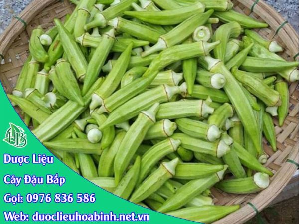 tác dụng đậu bắp