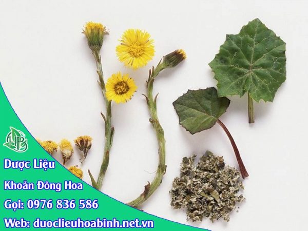 tác dụng khoản đông hoa