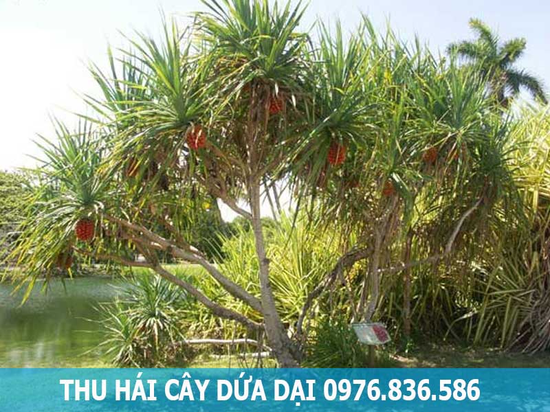 thu hái cây dứa dại