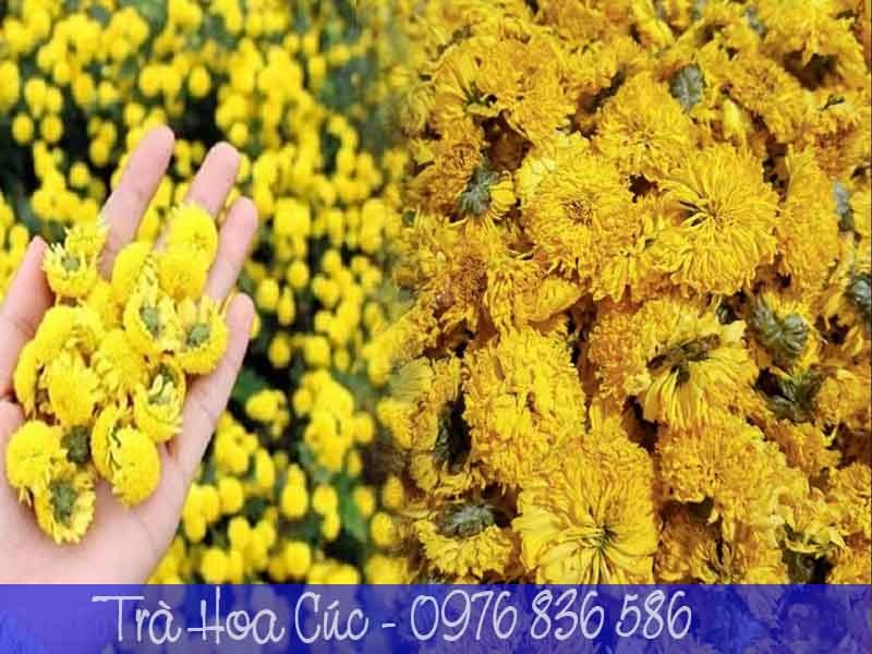 trà hoa cúc có mấy loại