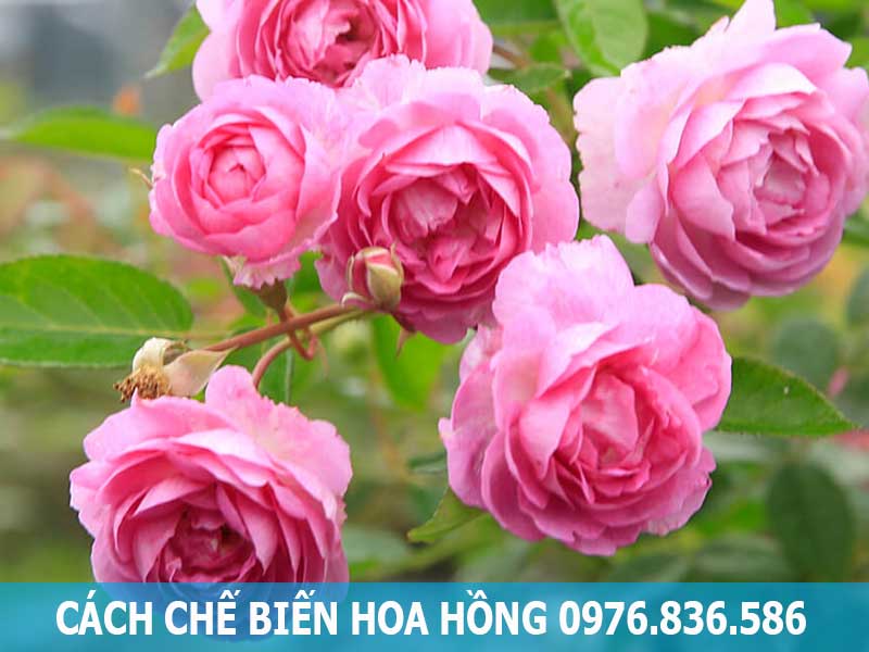 cách chế biến hoa hồng