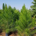Cây giống thông Caribe và kỹ thuật trồng cây thông