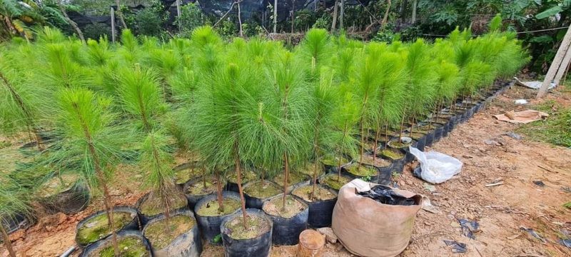 Cây giống thông Caribe và kỹ thuật trồng cây thông