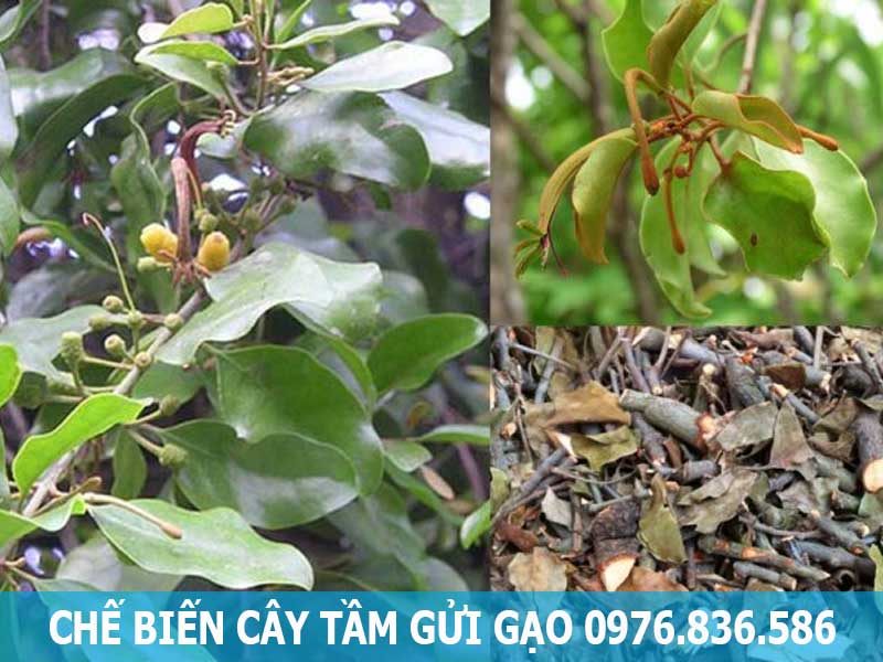chế biến cây tầm gửi cây gạo