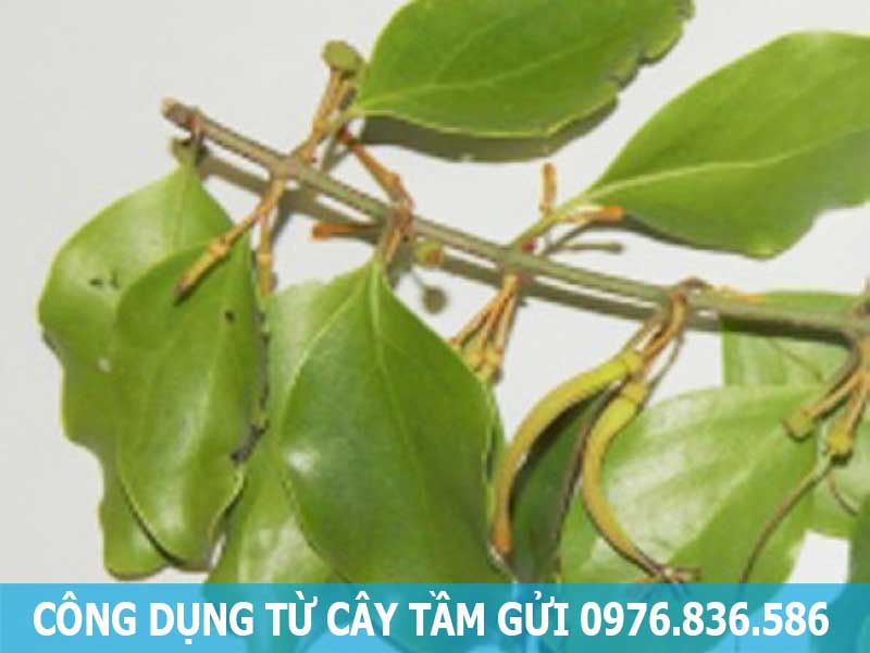 công dụng cây tầm gửi