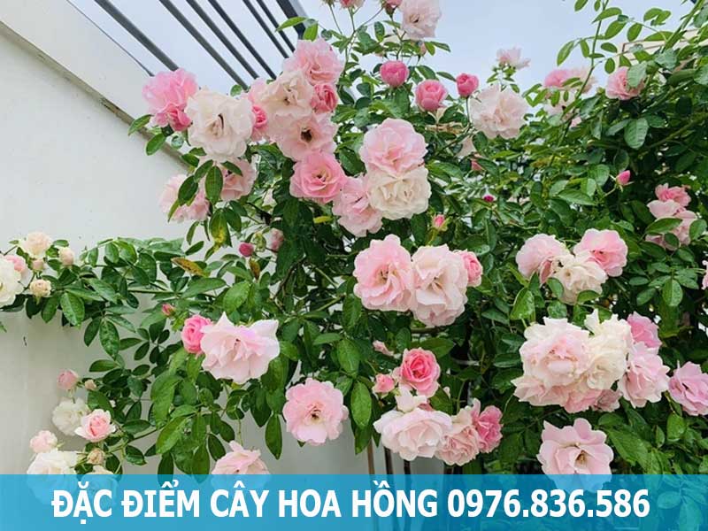 đặc điểm cây hoa hồng