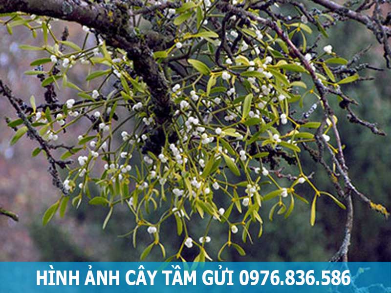 hình ảnh cây tầm gửi