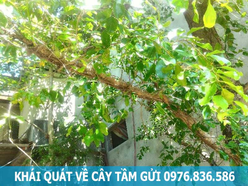 khái quát về cây tầm gửi