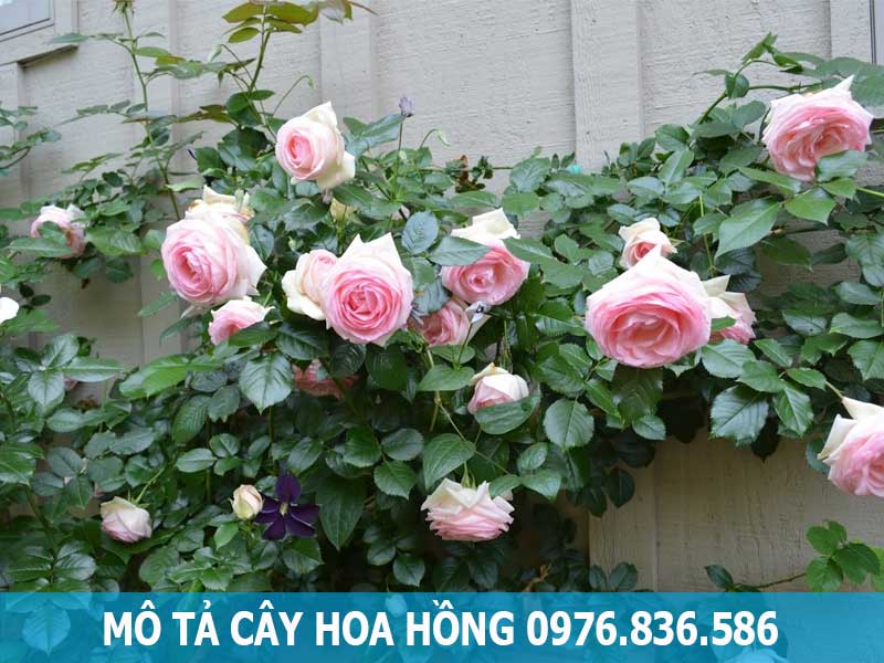 mô tả cây hoa hồng