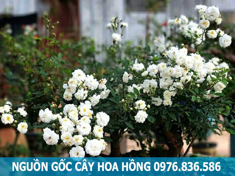 nguồn gốc cây hoa hồng