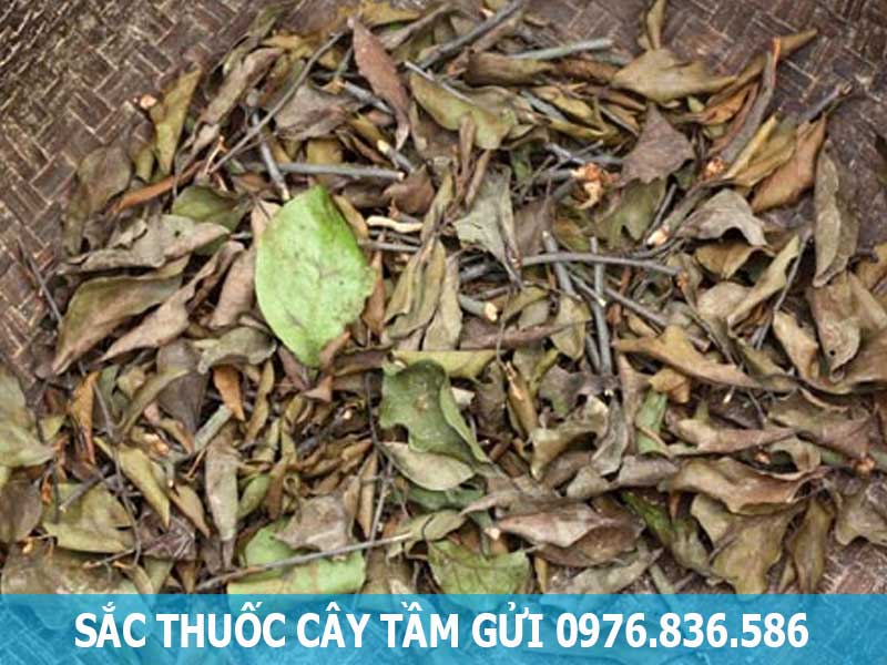 sắc thuốc cây tầm gửi