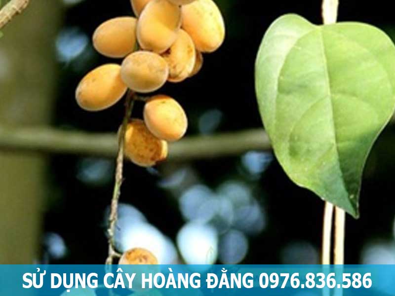 sử dụng cây hoàng đằng