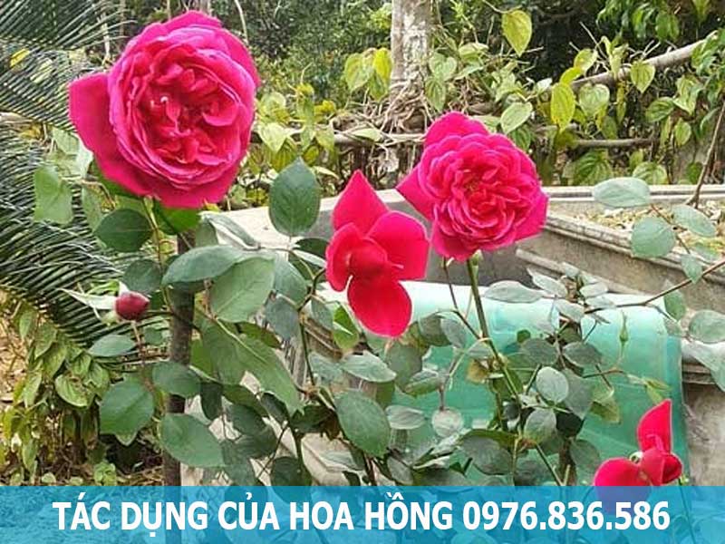 tác dụng của hoa hồng