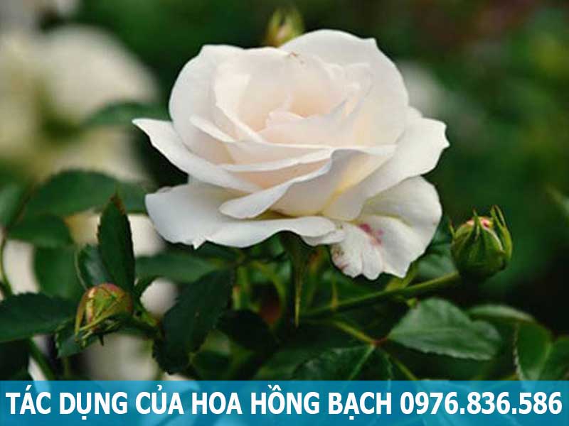 tác dụng của hoa hồng bạch