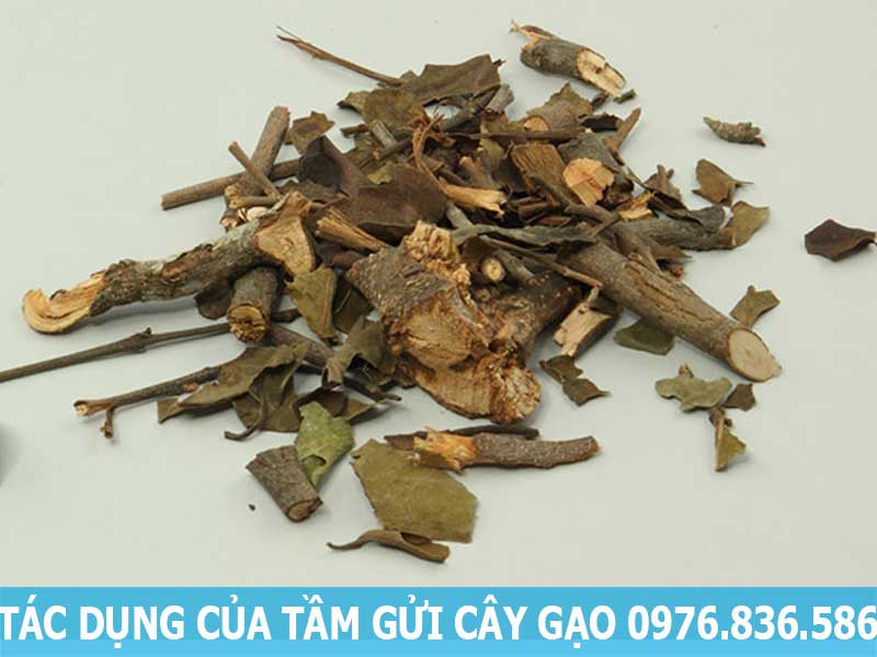 tác dụng của tầm gửi cây gạo