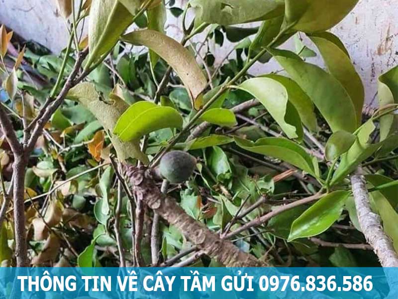 thông tin về cây tầm gửi