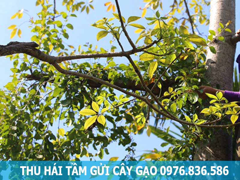 thu hái tầm gửi cây gạo