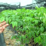 Những tiêu chuẩn, yêu cầu kỹ thuật cây giống Lim Xanh