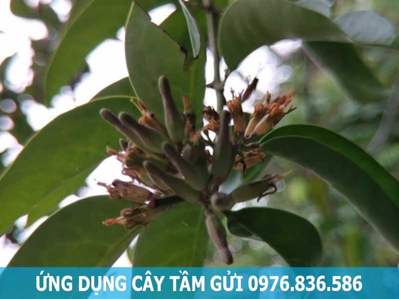 ứng dụng cây tầm gửi