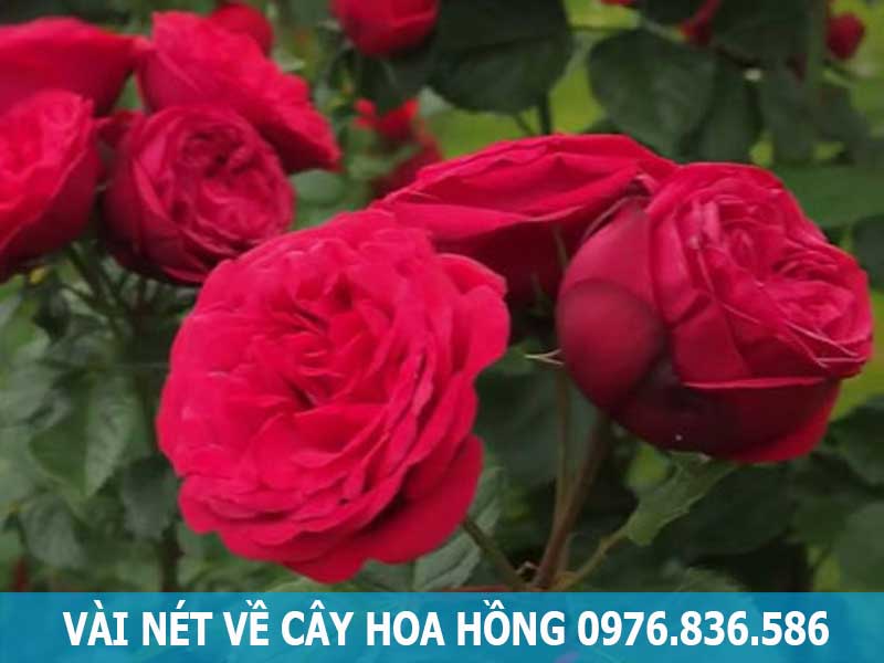 vài nét về cây hoa hồng